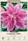 Isabella Double Oriental RoseLily - 2 Bulbs - Huge Double Blooms - Fragrant